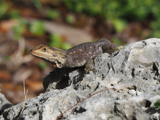 Peter’s Rock Agama Care Sheet