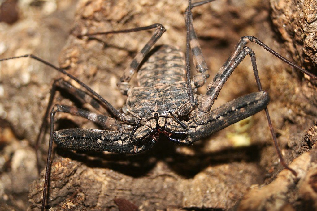 Tailless Whip Scorpion Care Sheet