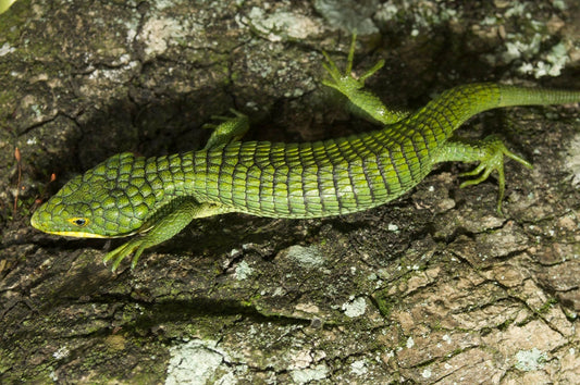 Mexican Arboreal Alligator Lizard Care Sheet