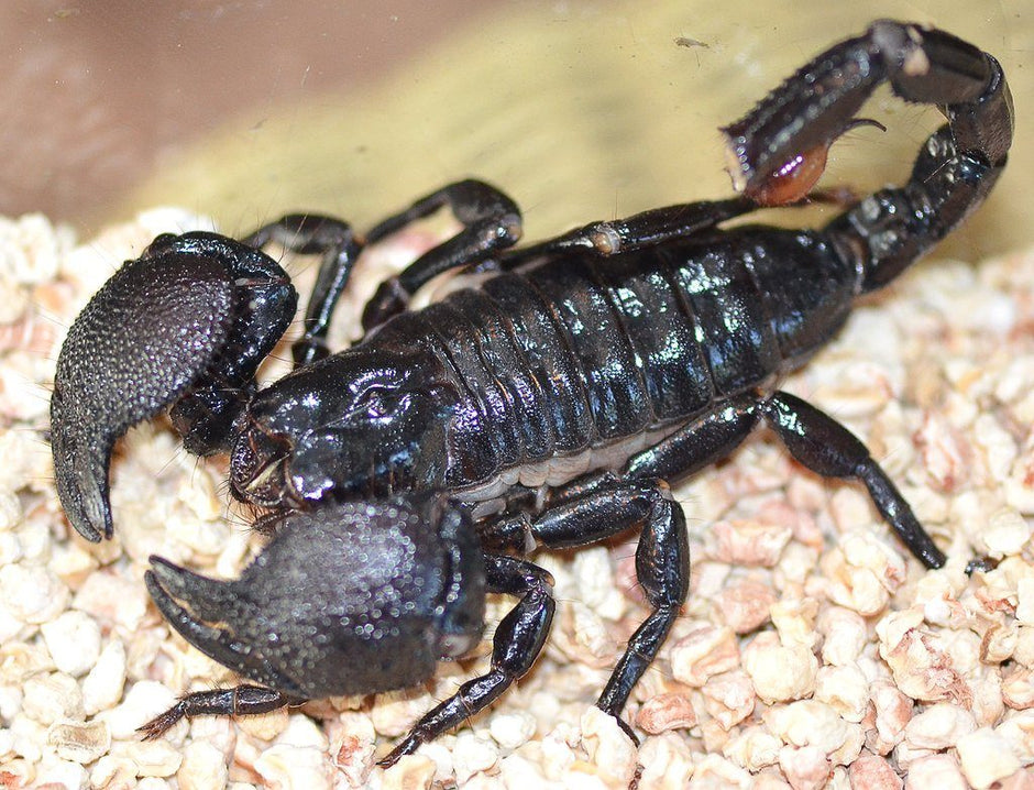 Emperor Scorpion Care Sheet