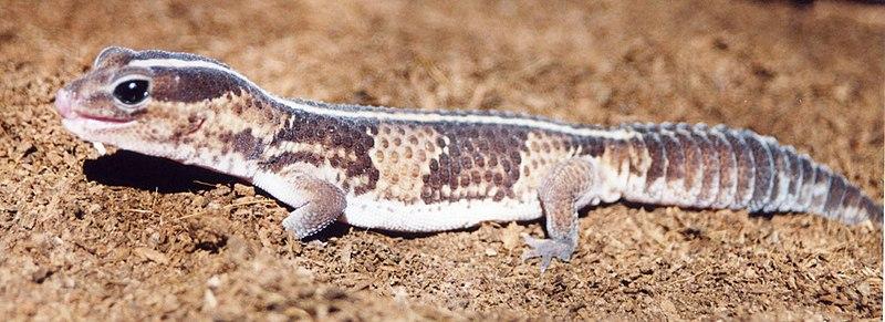 African Fat-Tailed Gecko Care Sheet