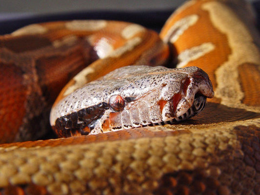 How to Care for Blood Pythons and Short-Tailed Pythons