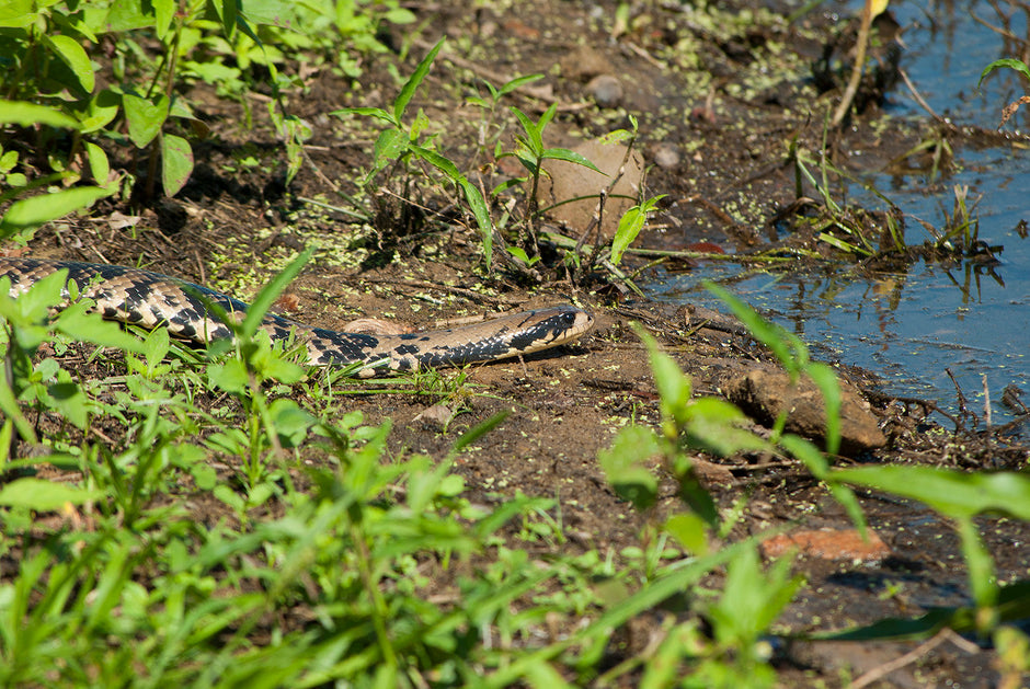 False Water Cobra Care Sheet