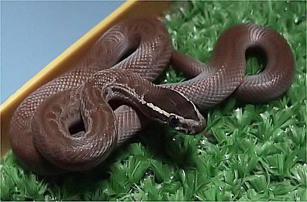 African House Snake Care Sheet