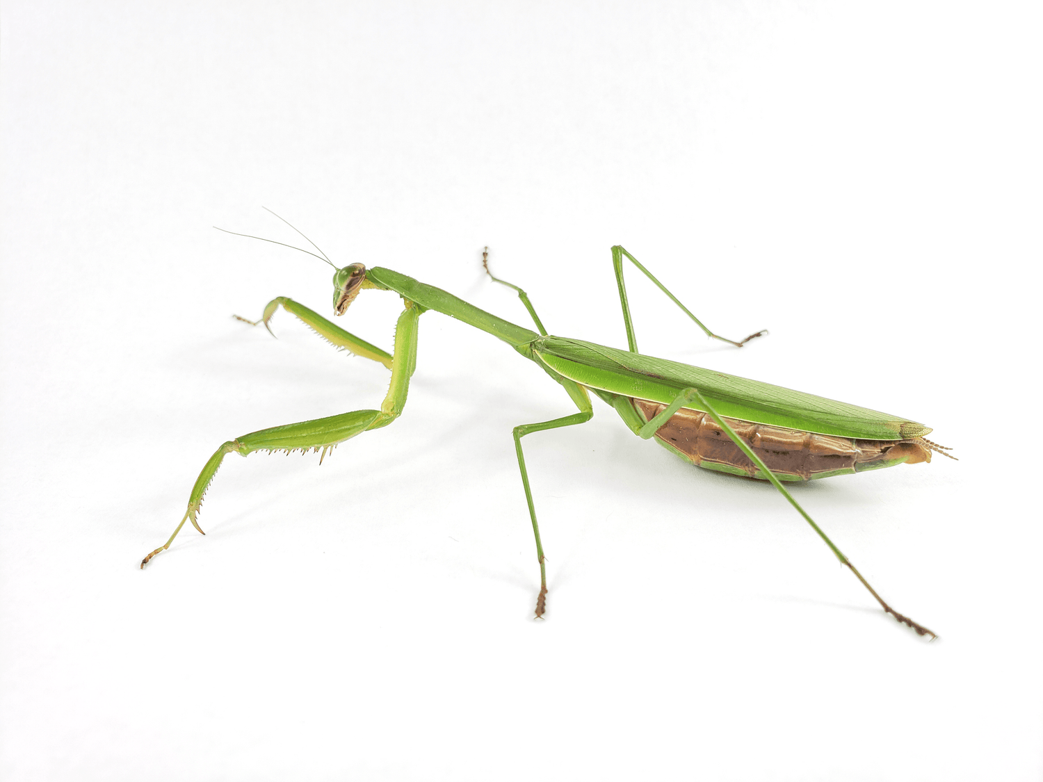 Chinese Mantis Care Sheet | Dubia.com