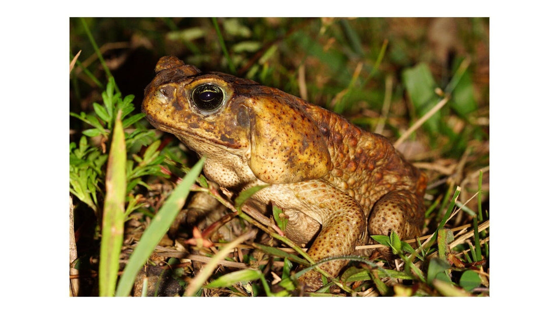 Cane Toad Care Sheet