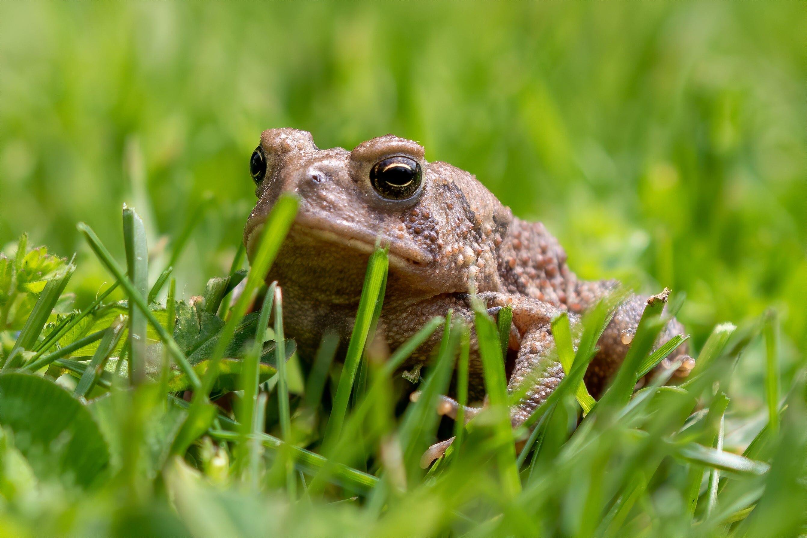 Eastern American Toad Care Sheet – Dubia.com