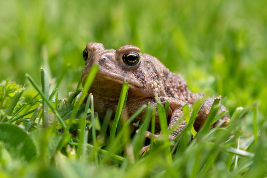 Eastern American Toad Care Sheet