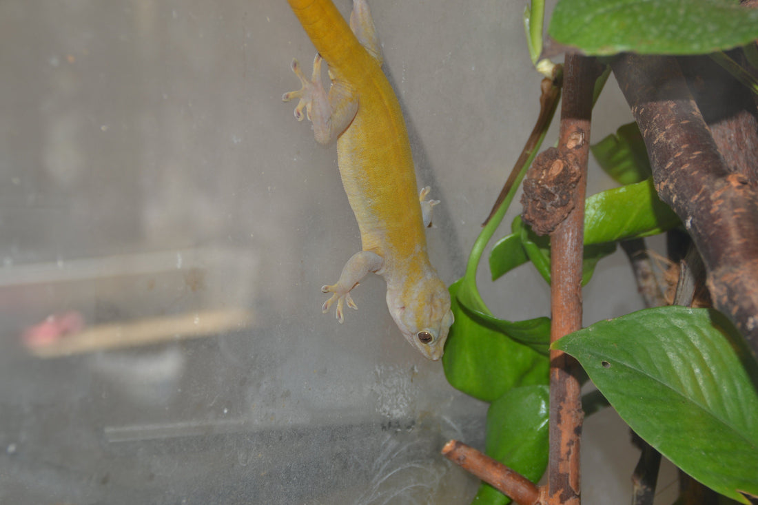 How to Care for Your Golden Gecko