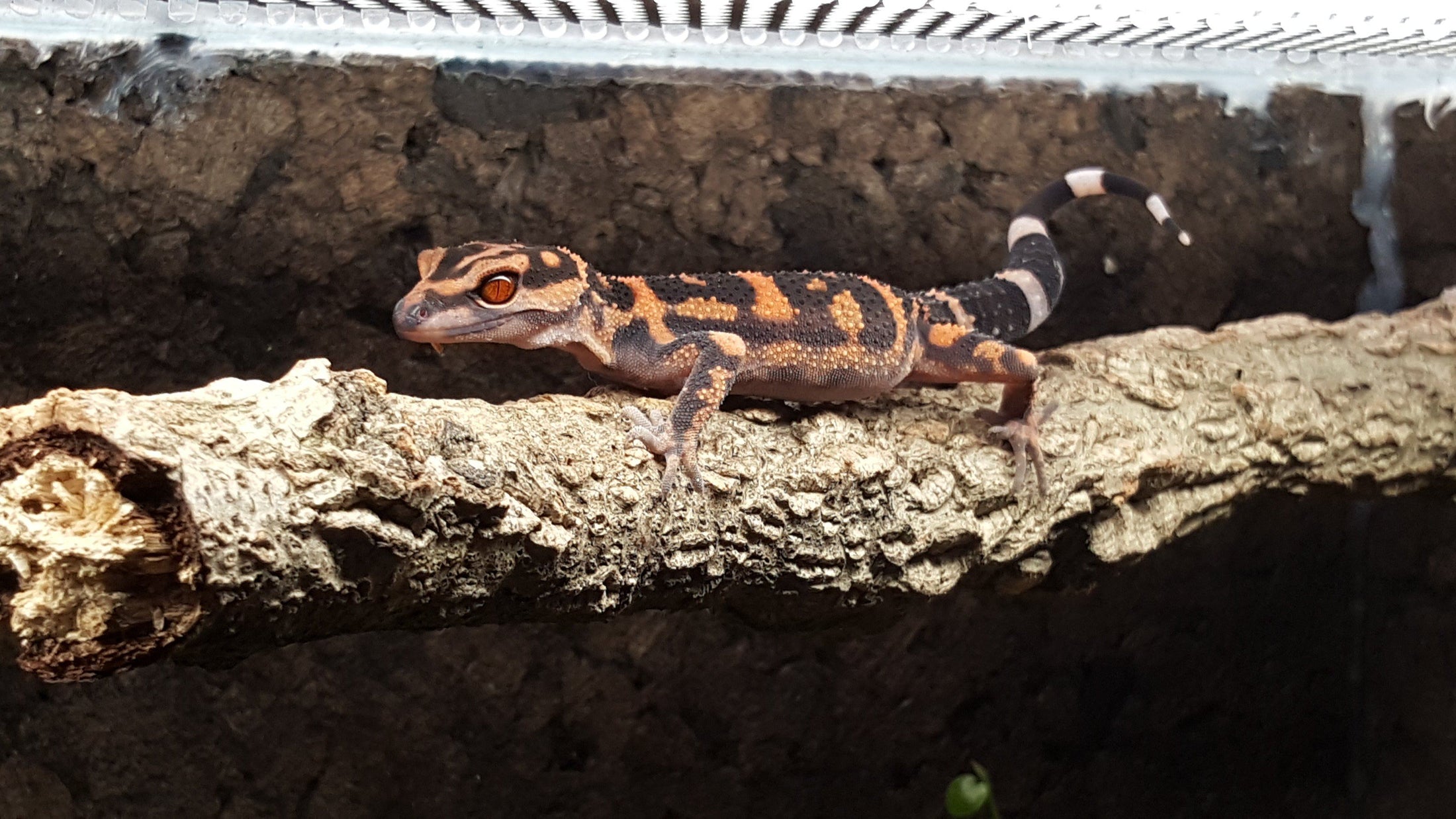 Chinese Cave Gecko Care Sheet | DubiaRoaches.com - Dubia.com