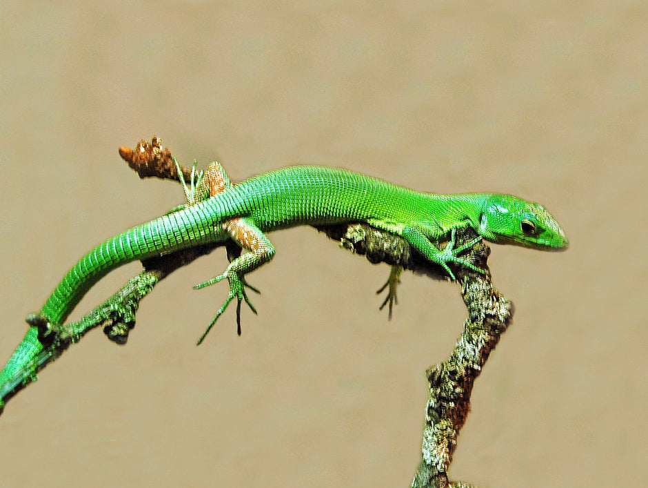 Green Keel-Bellied Lizard Care Sheet