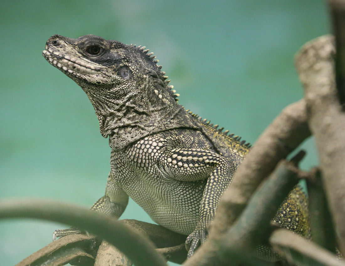 How to Care for Your Sailfin Dragon