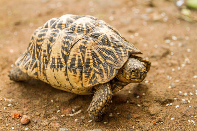 Indian Star Tortoise Care Sheet | DubiaRoaches.com – Dubia.com