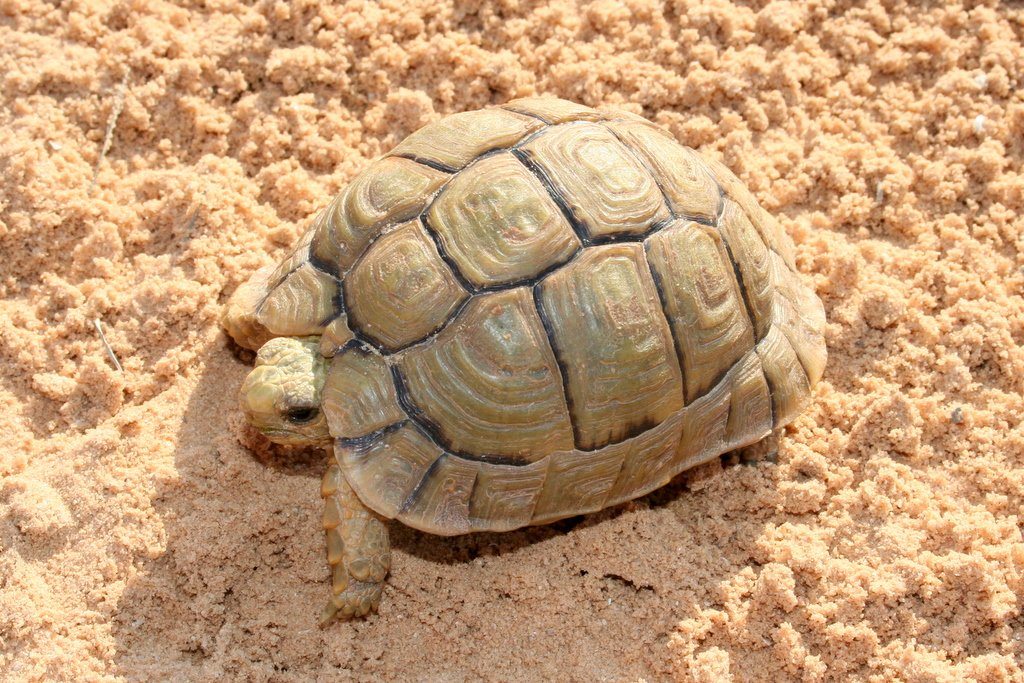 Egyptian Tortoise Care Sheet