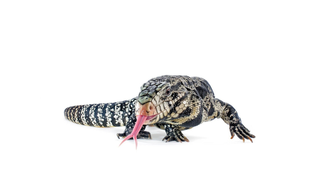 Argentine Tegu Care Sheet