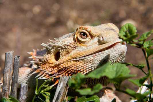 If Your Bearded Dragon Won't Eat His Greens, Try This!