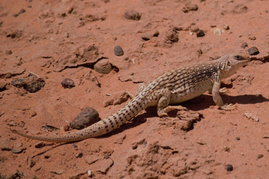 How to Care for Your Desert Iguana