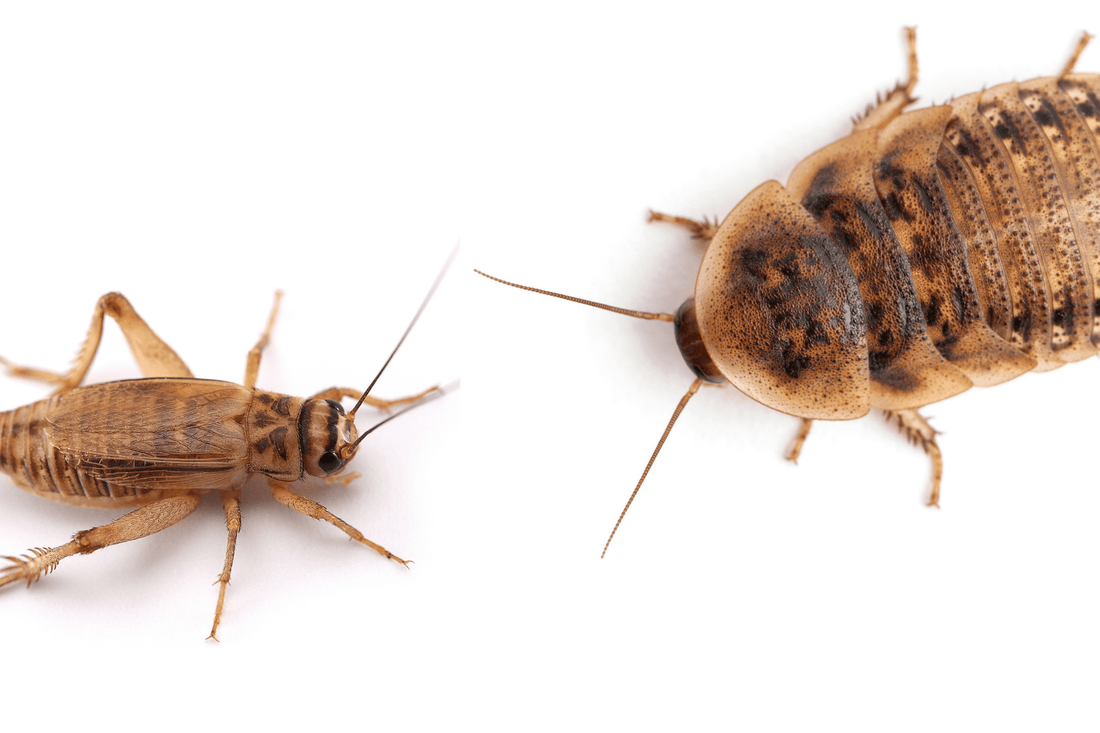 Dubia Roaches vs Crickets