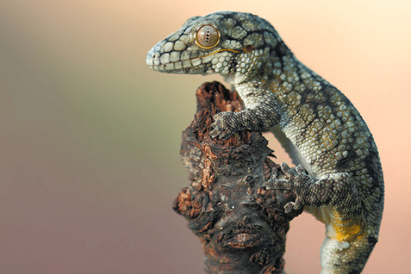 Chameleon Gecko Care Sheet