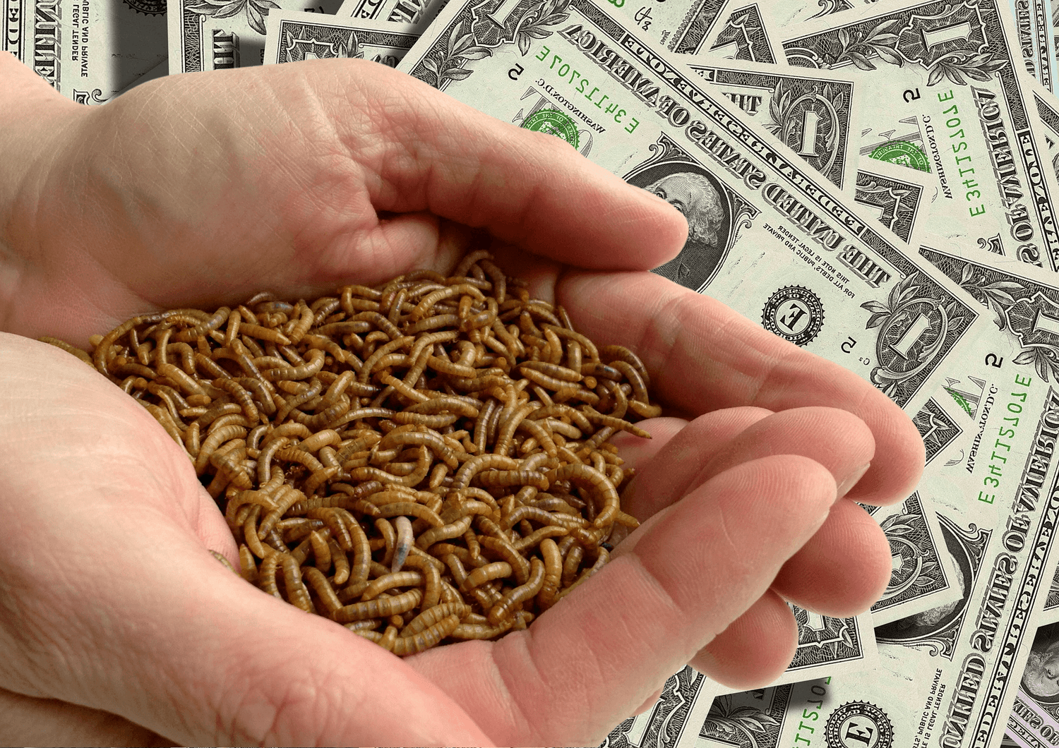 How Much Do Feeder Insects Cost?