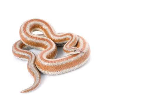 How to Care for Your Rosy Boa