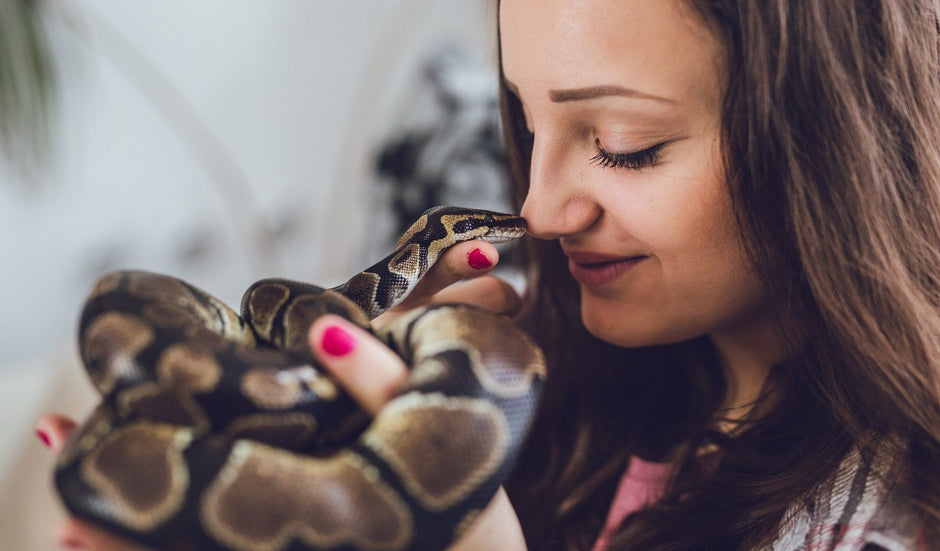 How to Spot Reptile Obesity