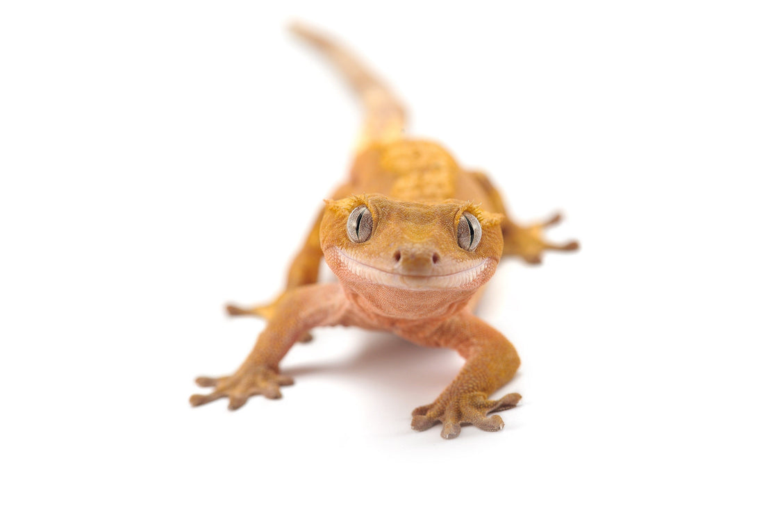 Crested Gecko Care Sheet