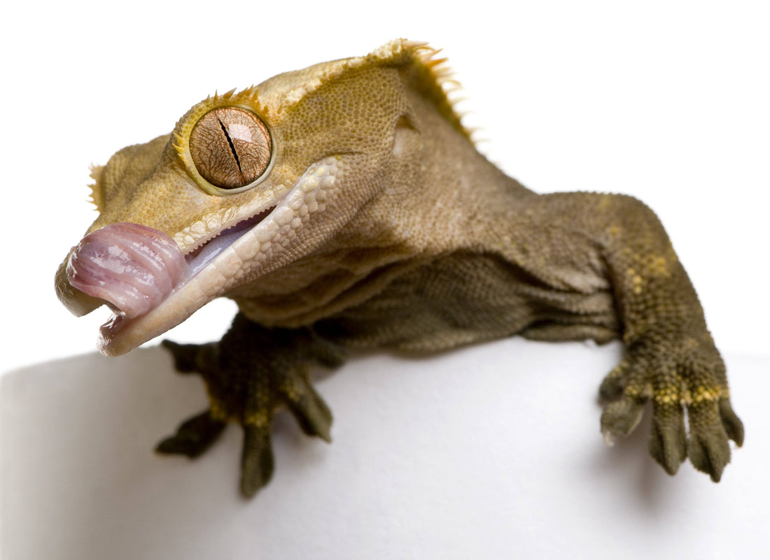 What Do Crested Geckos Eat?