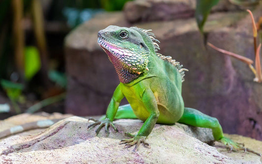 What Can Chinese Water Dragons Eat?