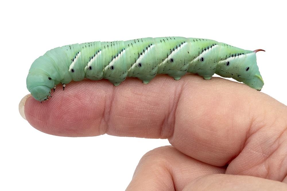 How to Care for Hornworms