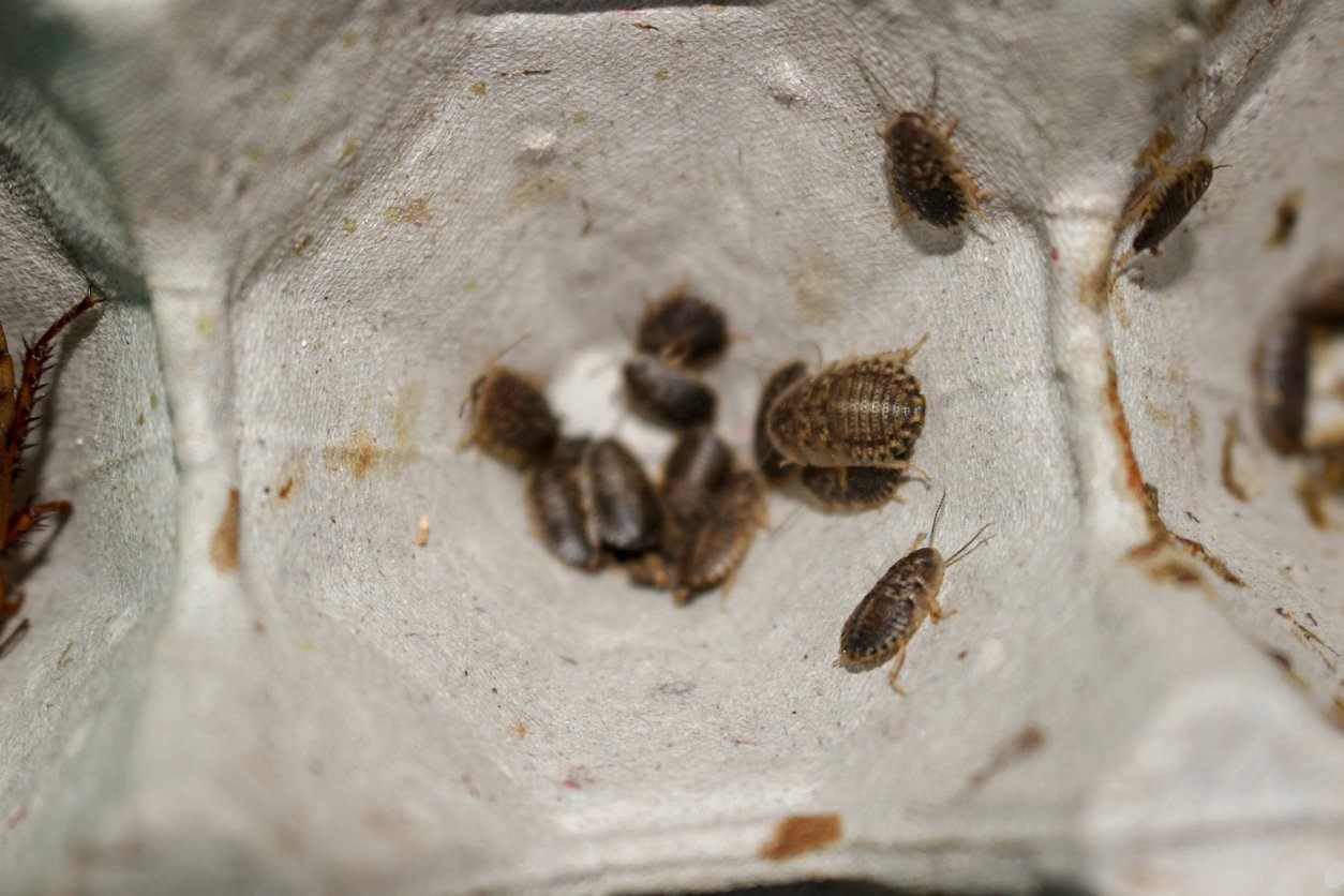 Cleaner Crew Insects Dubia Roach Cleaner Crews | DubiaRoaches.com – Dubia.com
