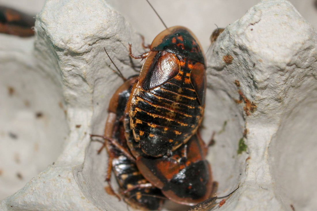 How to Care for Dubia Roaches