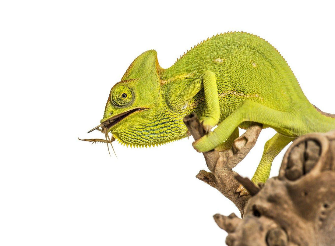Beware: These Are the 3 Worst Feeder Insects for Your Lizard!