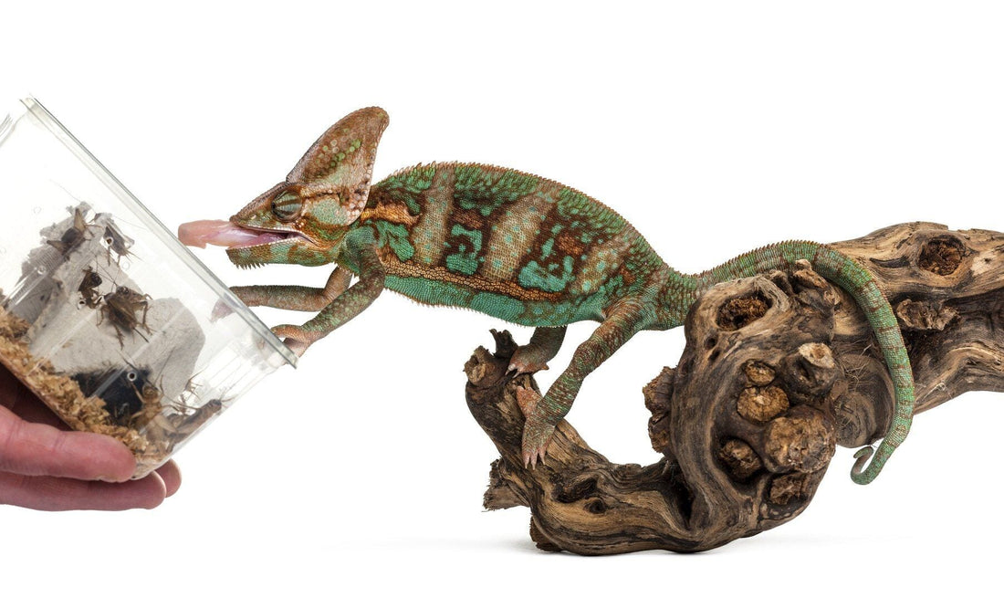 What Can Veiled Chameleons Eat?