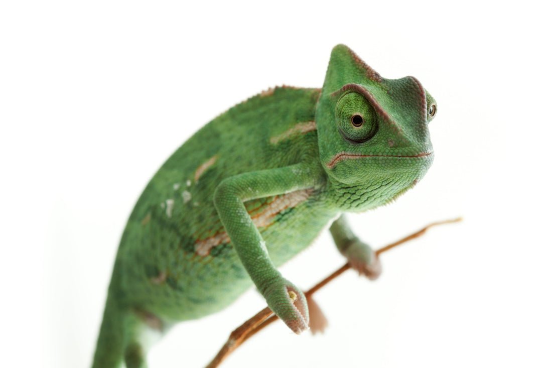 Do You Have a Picky Chameleon? Here's Why