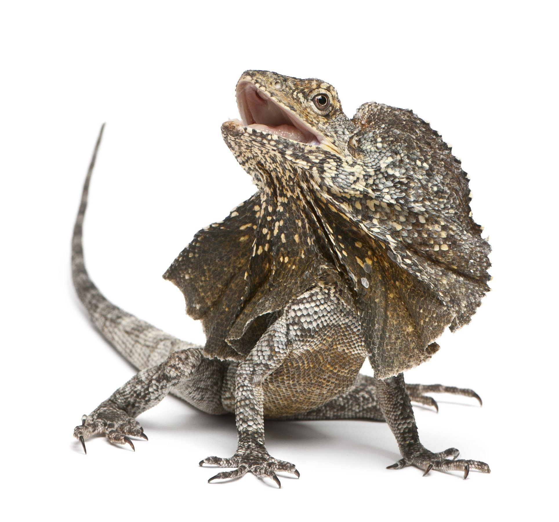 Life Cycle Of A Frilled Lizard