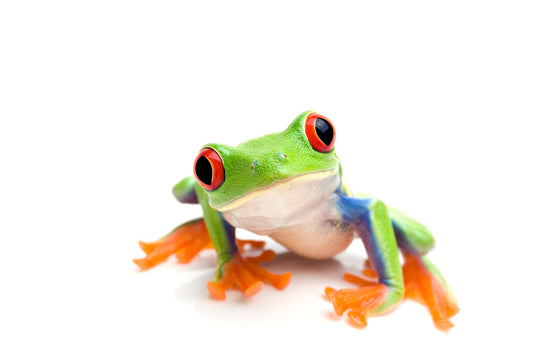 How to Care for Red-Eyed and Green Tree Frogs