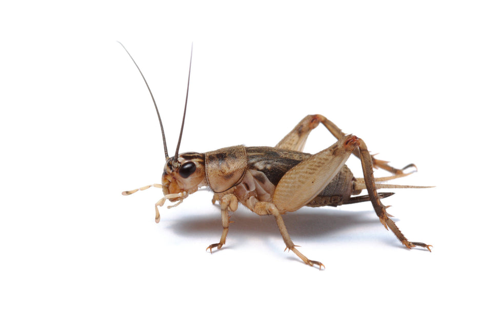 Cricket FAQs
