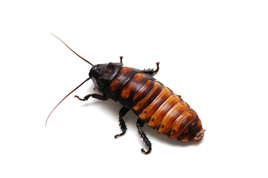 What Do Madagascar Hissing Cockroaches Eat?