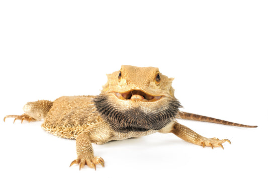 What Causes Gout in Bearded Dragons?