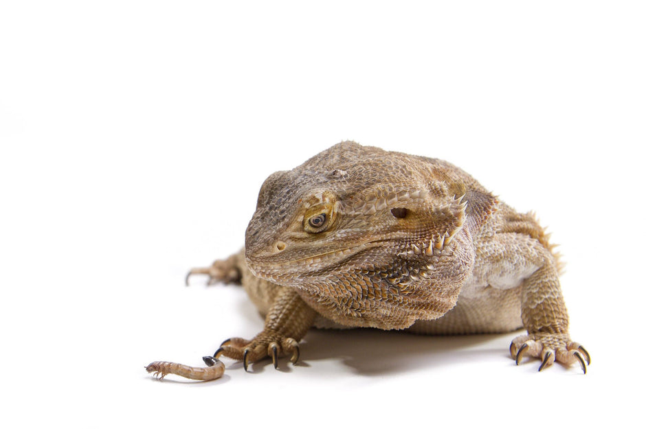 How to Prevent Reptile Obesity