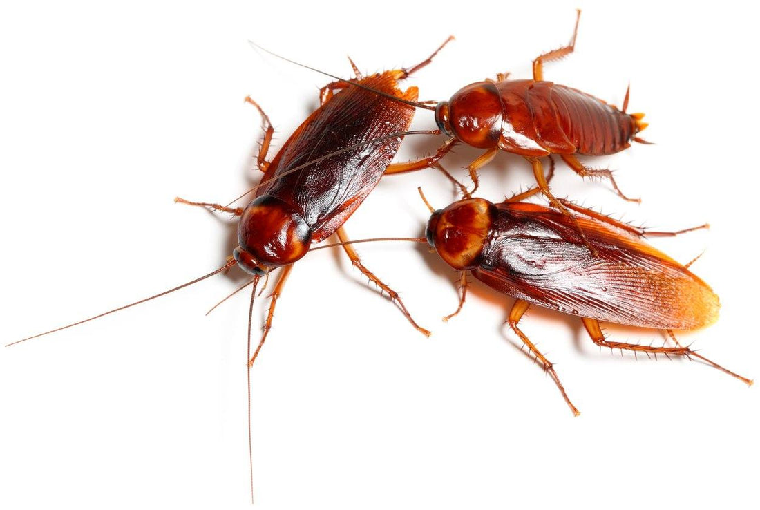 What Do Red Runner Roaches Eat?