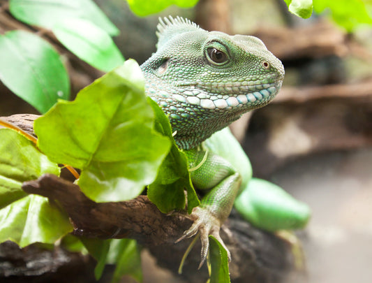 Do You Have a Picky Chinese Water Dragon? Here's Why