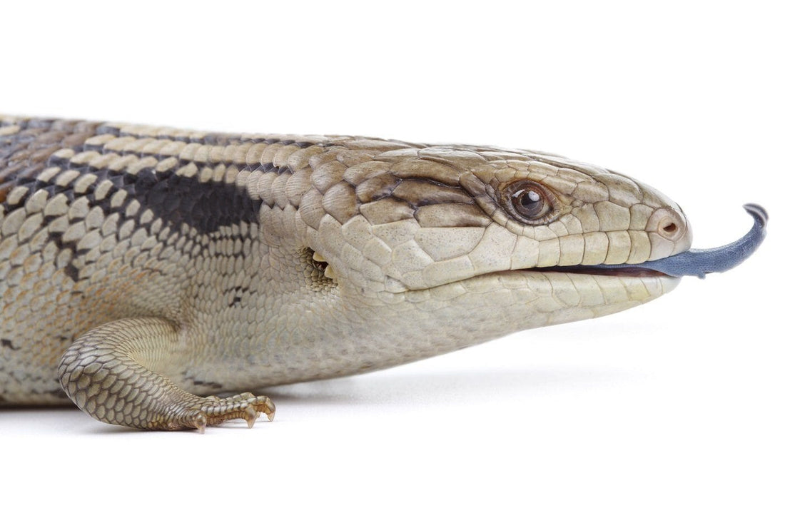 Blue Tongue Skink Care Sheet