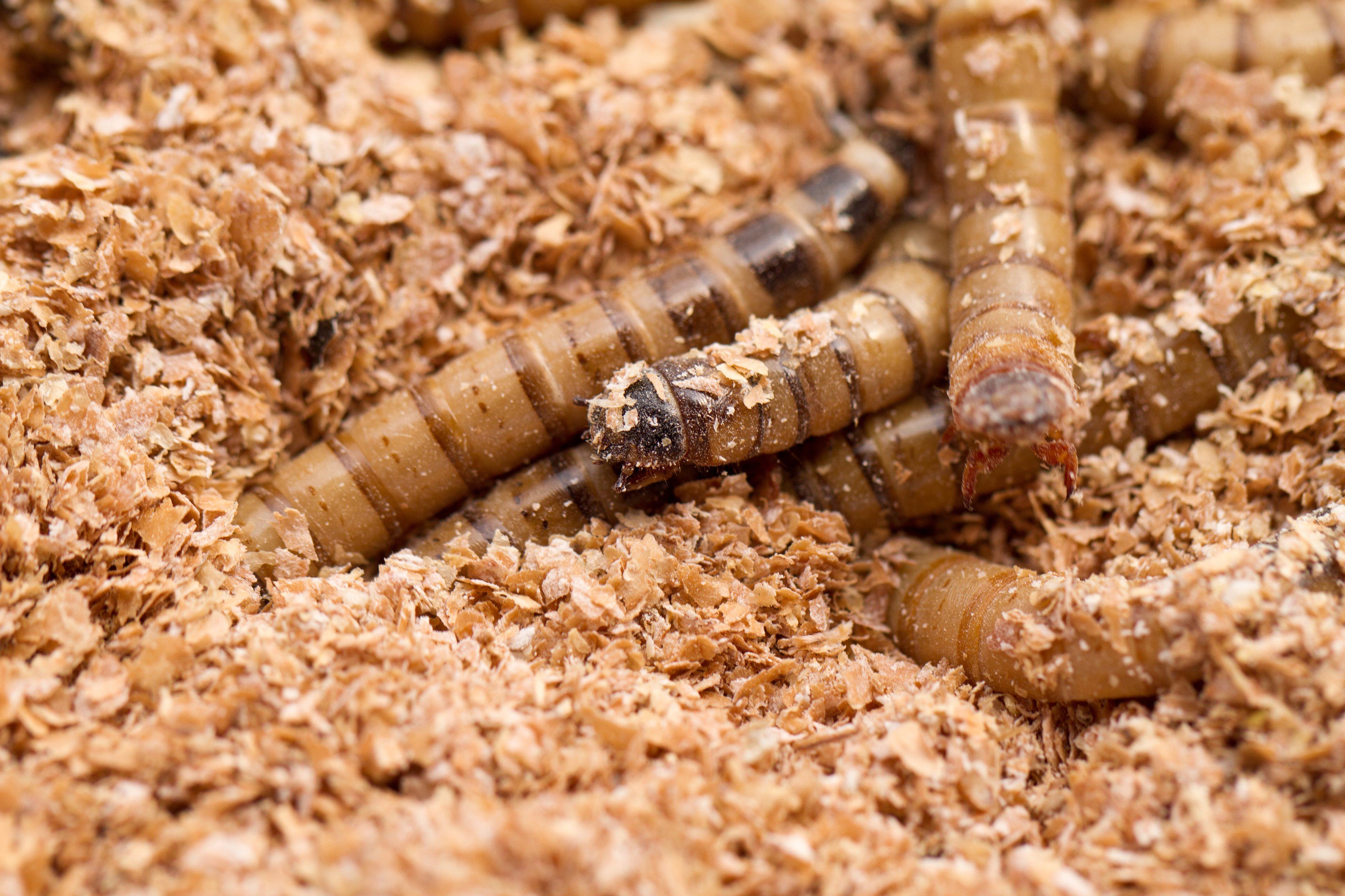 Superworm Superworm Beetle Care