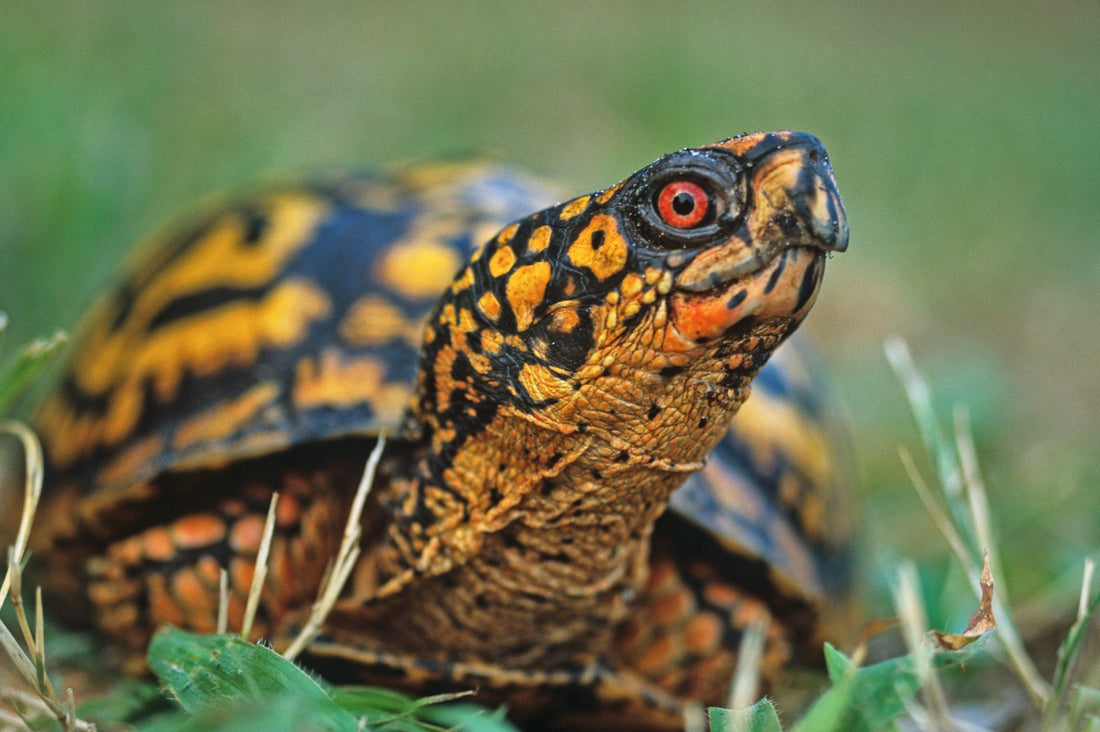 Eastern Box Turtle Care Sheet