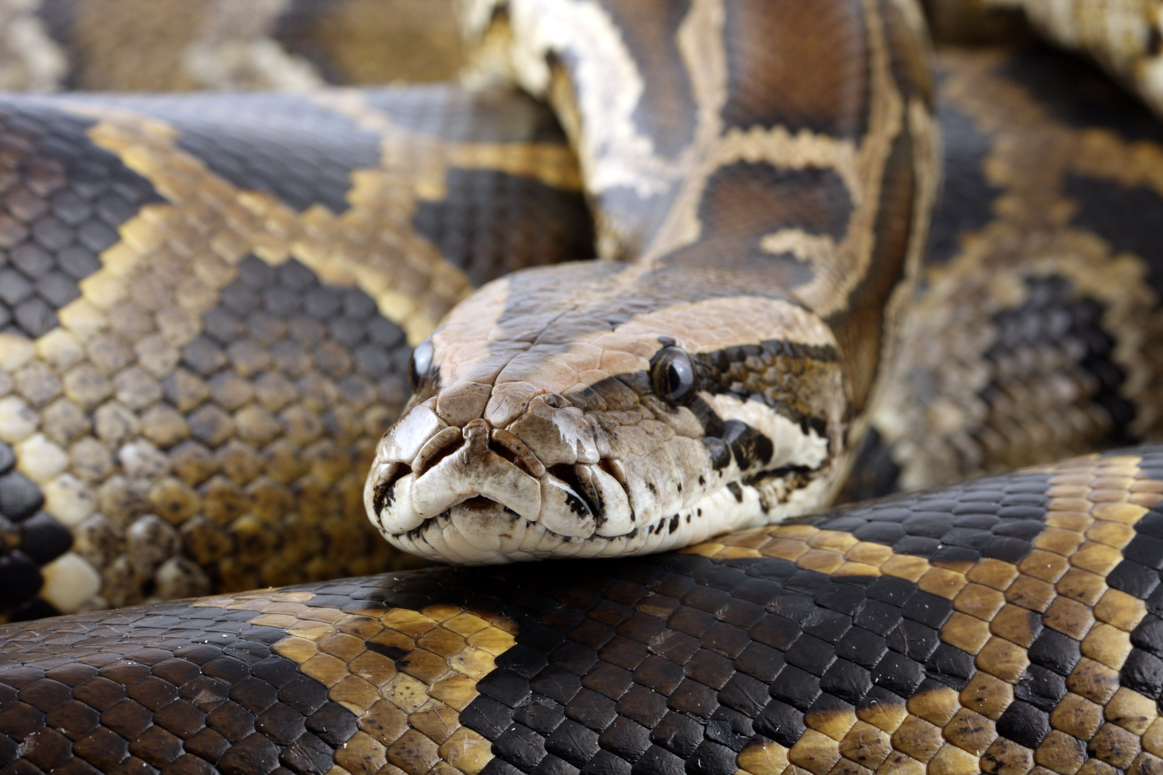 Burmese Python Poop