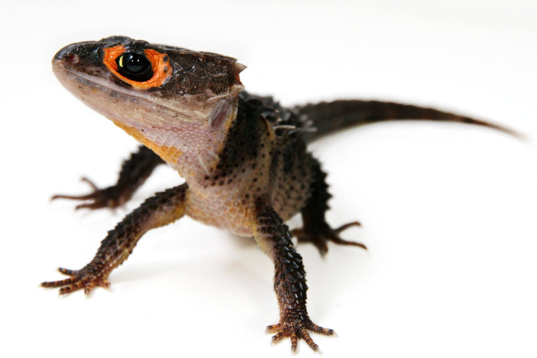 How to Care for Your Red Eyed Crocodile Skink