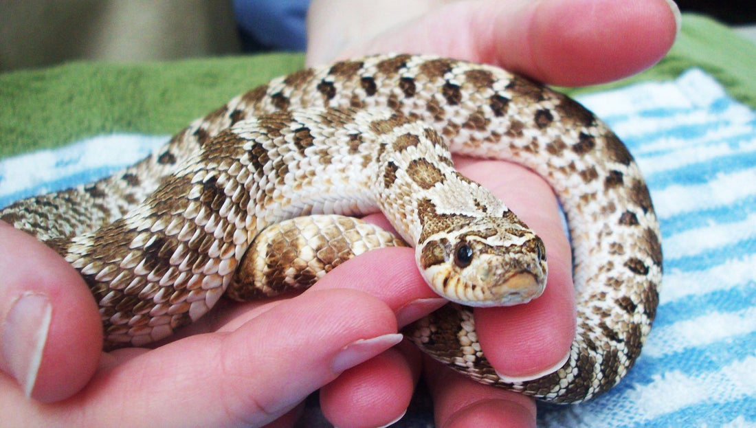 Hognose Snake Care Sheet DubiaRoaches Dubia hognose-snake-care-sheet-dubiaroaches-dubia