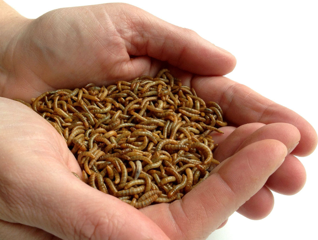 How to Care for Mealworms